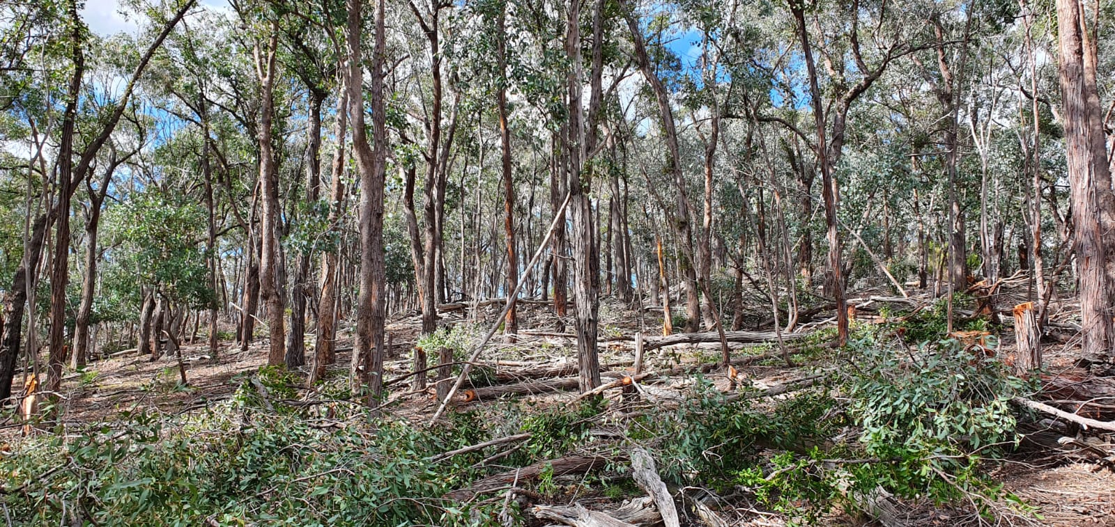 When Less is More: Exploring Eco-Thinning