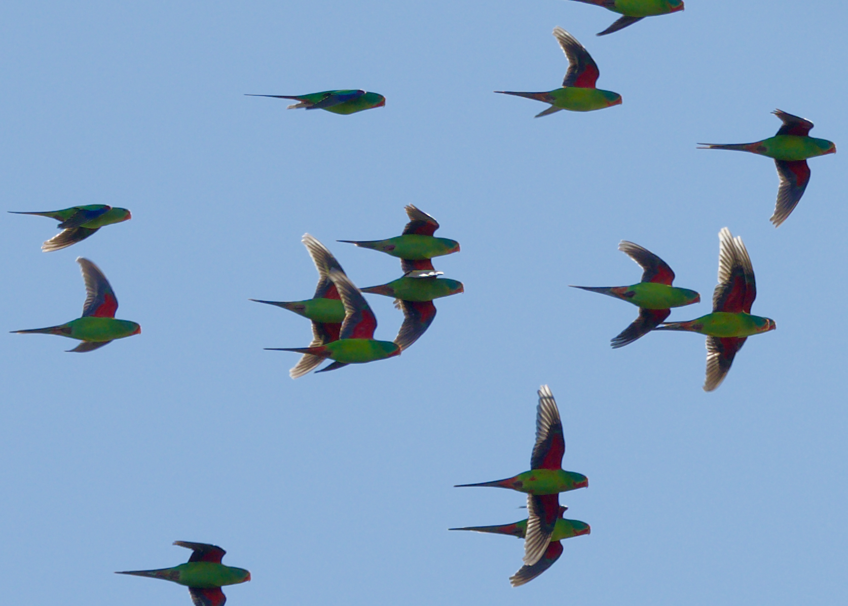 EcoGipps Boasts 100+ Bird Sightings