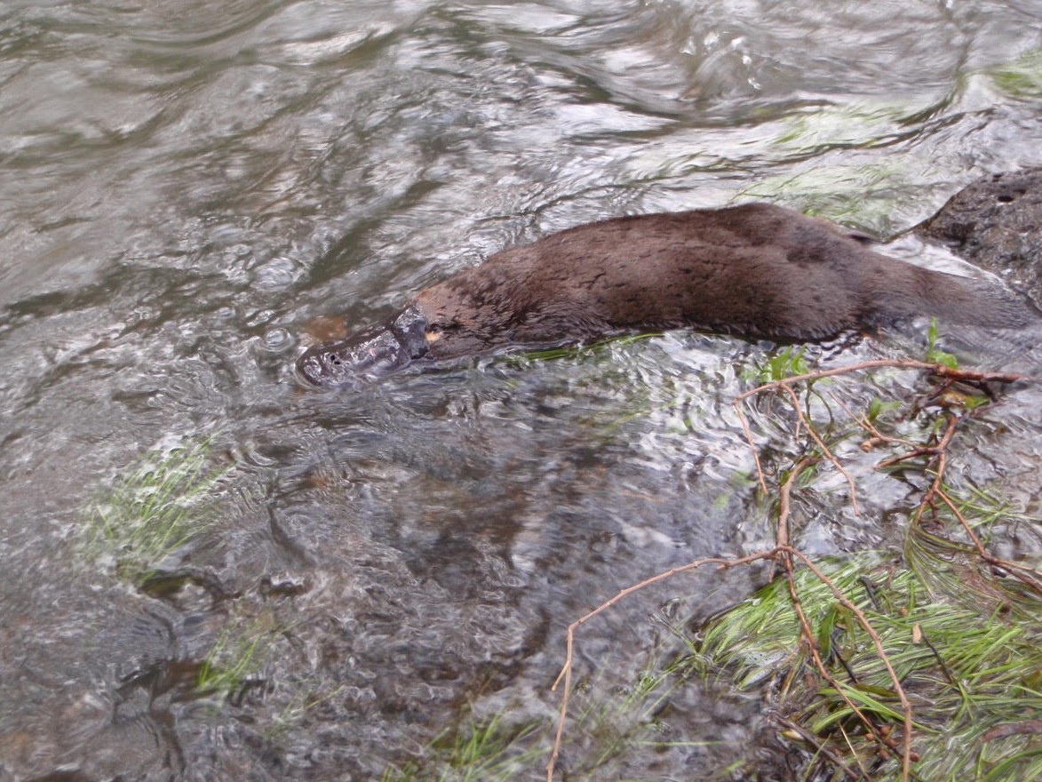 Platypus Protection