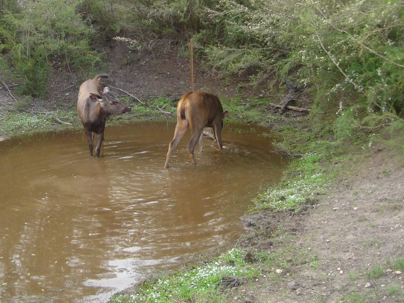 Oh Deer! Feral Pest Control at EcoGipps