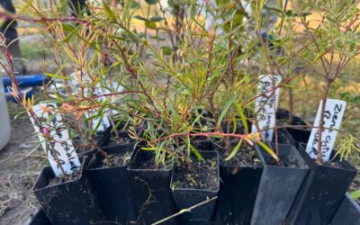 Seeding Succession at the Heyfield Wetlands
