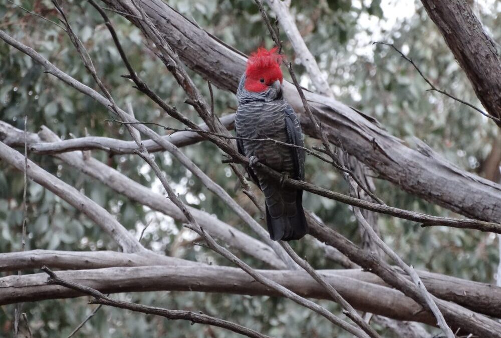 EcoGipps Birds on Farms project