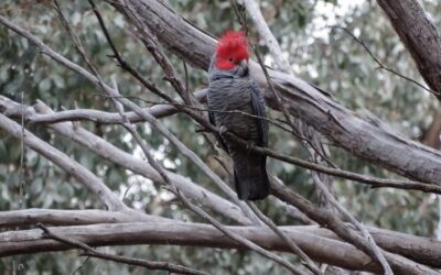 EcoGipps Birds on Farms project