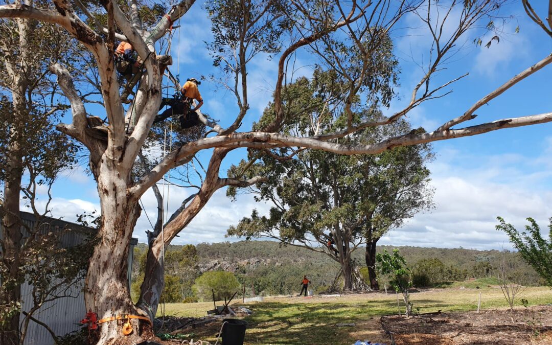 Why we’re installing bird hollows at the EcoGipps farm