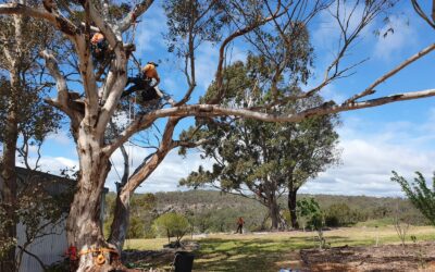 Why we’re installing bird hollows at the EcoGipps farm