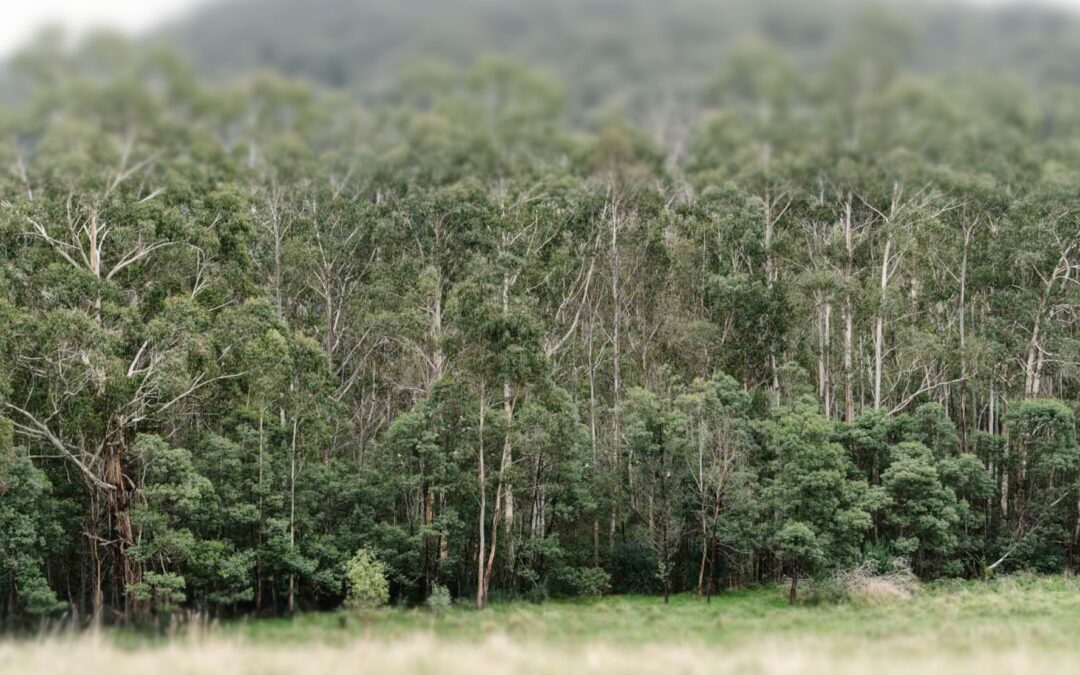 North Paddock gifted to BioDiversity Legacy